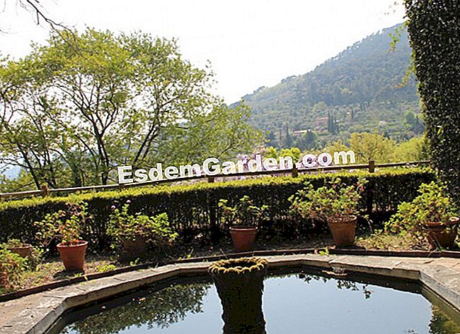 Taman Villa Noailles di Grasse (06) - (villa) Taman Villa Noailles