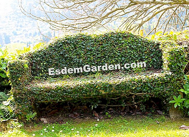 Taman Villa Noailles di Grasse (06) - (grasse) bangku batu ditutup dengan ficus pumila
