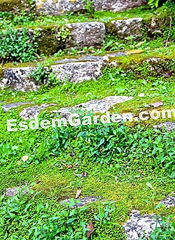 Taman Villa Noailles di Grasse (06) - (noailles) tangga ditutup dengan tumbuh-tumbuhan