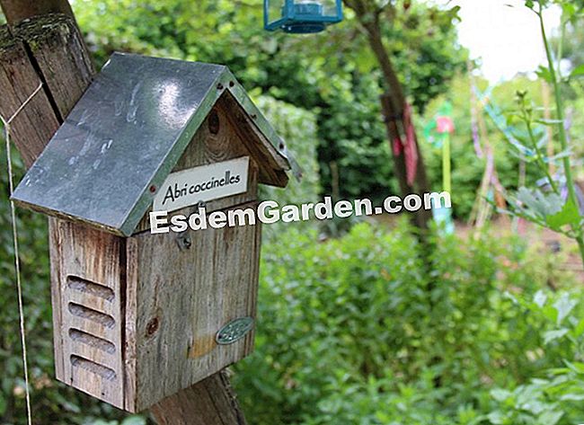 Die Gärten von Colette (19): Besuch in Bildern - (Garten) Im Garten seiner Kindheit in Burgund, der Garten des Gartens. Es wird in La Maison de Claudine beschrieben werden.