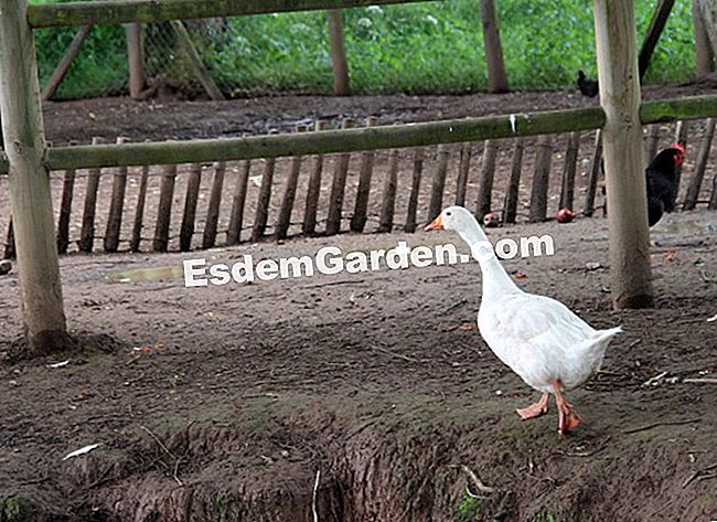 Die Gärten von Colette (19): Besuch in Bildern - (Colette) Im 4. Garten, der Corrèze darstellt, ist der Hühnerstall eine Hommage an die Tochter von Colette, die die Tiere gerne fütterte.