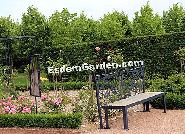 Die Gärten von Colette (19): Besuch in Bildern - (Garten) Der Rosengarten des Gartens, der die Provence und die Villa des Muscadine Treille darstellt.