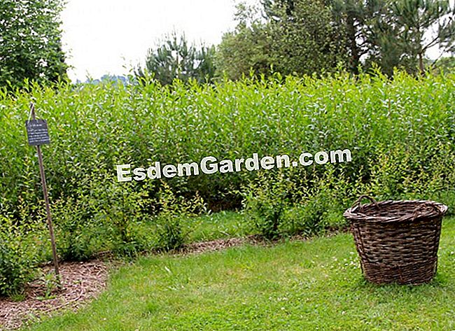 Die Gärten von Colette (19): Besuch in Bildern - (Garten) Das Weidenparterre ist eine Hommage an diesen Strauch, der zwischen 1850 und 1930 in Corrèze sehr präsent war und die Herstellung von Weidenkörben ermöglichte.