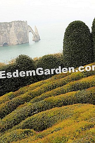 Los jardines de Etretat, plantas resistentes al spray: Etretat