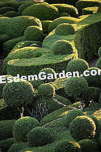 Taman Marqueyssac di Dordogne (24) - (Marqueyssac) Butiran mengenai boxwood marquyssac