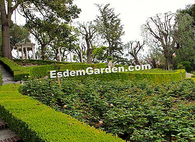 Ephrussi de Rothschild villa Saint-Jean-Cap-Ferratban (06) - képekben A rózsakert André Eve rózsáit tárolja