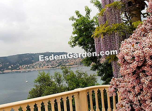 Ephrussi de Rothschild villa Saint-Jean-Cap-Ferratban (06) - rothschild Raphiolepis és wisteria felkéri a látogatót, hogy csodálja meg az öböl kilátását