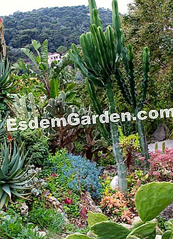 Ephrussi de Rothschild villa Saint-Jean-Cap-Ferratban (06) - villa Az egzotikus kert
