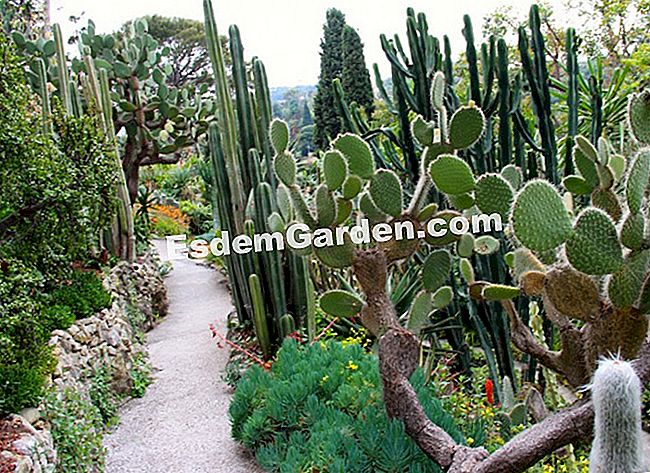 Ephrussi de Rothschild villa Saint-Jean-Cap-Ferratban (06) - képekben Kaktusz hótalp, eufória, agave, aloe és zamatos arra késztet minket, hogy az egzotikus kertben utazzunk