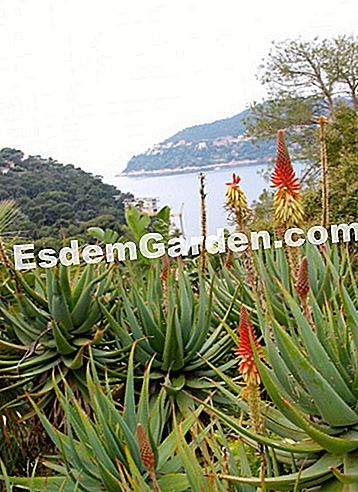 Ephrussi de Rothschild villa Saint-Jean-Cap-Ferratban (06) - képekben a Beaulieu-öböl az egzotikus kertből nézve