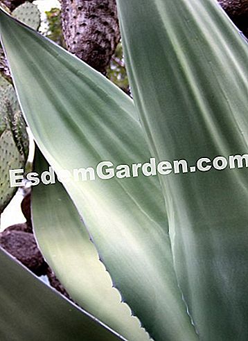 Ephrussi de Rothschild villa Saint-Jean-Cap-Ferratban (06) - villa Fenséges agave az egzotikus kertben