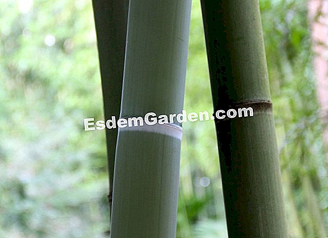 Lawatan Bambouseraie di Cevennes (Gard) - (taman) Kerah putih ini menandakan tunggul yang paling muda dan gelap dengan masa