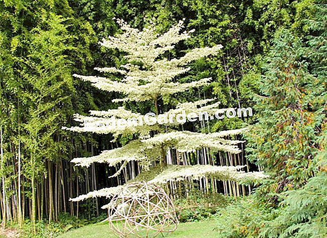 Lawatan Bambouseraie di Cevennes (Gard) - (taman) Cornus controversa 'Variegata', harta cahaya!