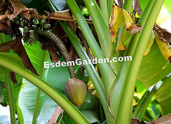 Lawatan Bambouseraie di Cevennes (Gard) - (yang) Pokok pisang mekar di kampung Laotian