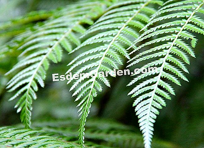 Lawatan Bambouseraie di Cevennes (Gard) - (bambouseraie) Perincian paku pokok