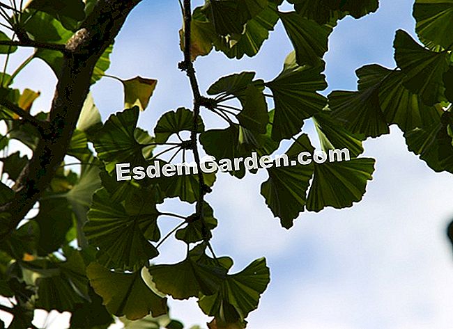 Lawatan Bambouseraie di Cevennes (Gard) - (gard) Ginkgo biloba 'Variegata'