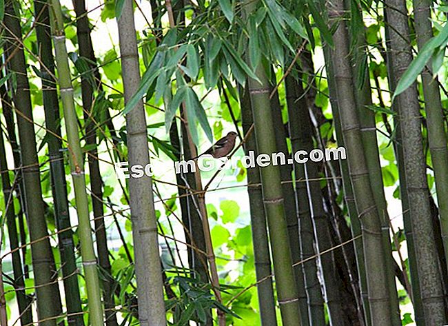 Lawatan Bambouseraie di Cevennes (Gard) - (bambouseraie) Burung-burung itu adalah pelawat yang setia kepada ladang buluh