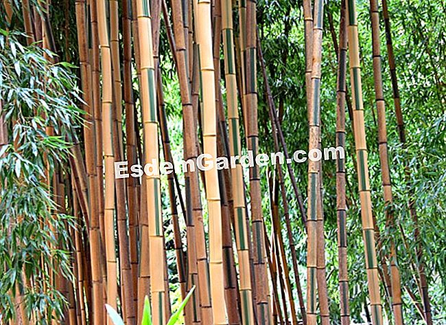 Lawatan Bambouseraie di Cevennes (Gard) - (lawatan) Phyllostachys aureosulcata spectabilis