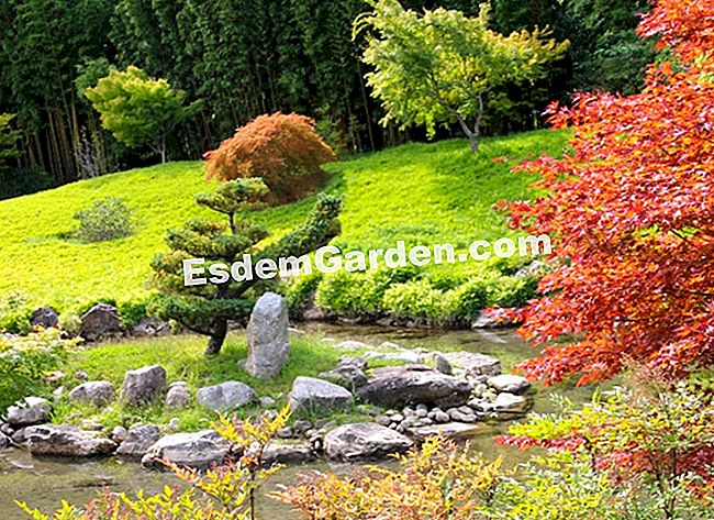 Lawatan Bambouseraie di Cevennes (Gard) - (bambouseraie) Sempurna dimasukkan ke dalam landskap Cevennes, Dragon Valley diilhamkan oleh taman Zen
