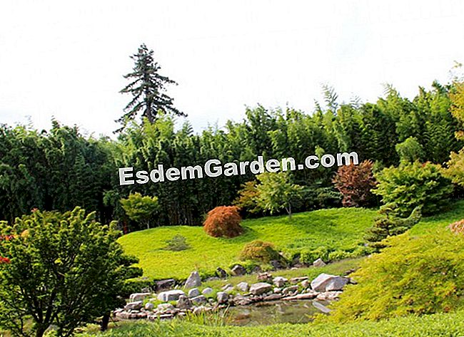 Lawatan Bambouseraie di Cevennes (Gard) - (taman) Di bahagian bawah lembah, sebuah sequoia keluar dari buluh