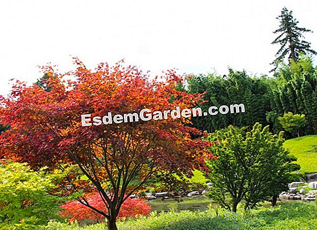 Lawatan Bambouseraie di Cevennes (Gard) - (cevennes) Warna pokok maple flamboyan