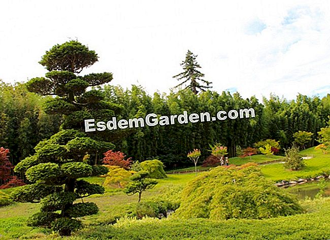 Lawatan Bambouseraie di Cevennes (Gard) - (gard) Pokok awan menandakan pemandangan di Lembah Naga yang dicipta oleh Erik Borja