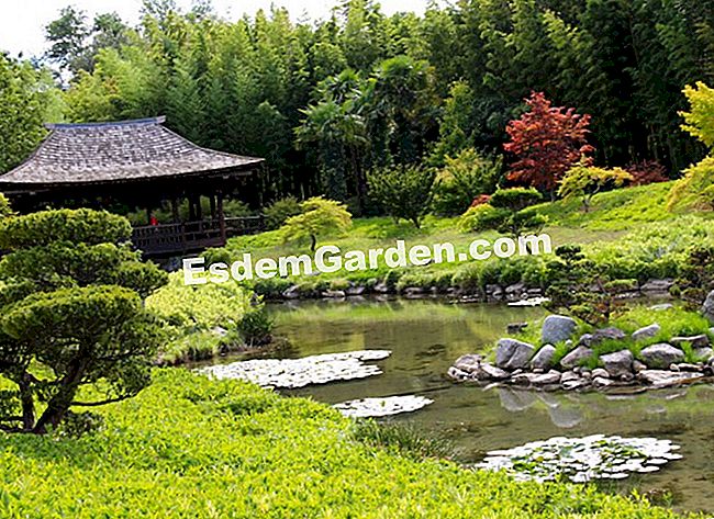 Lawatan Bambouseraie di Cevennes (Gard) - (taman) Minyak, air dan tumbuhan mengharmonikan pemandangan ini