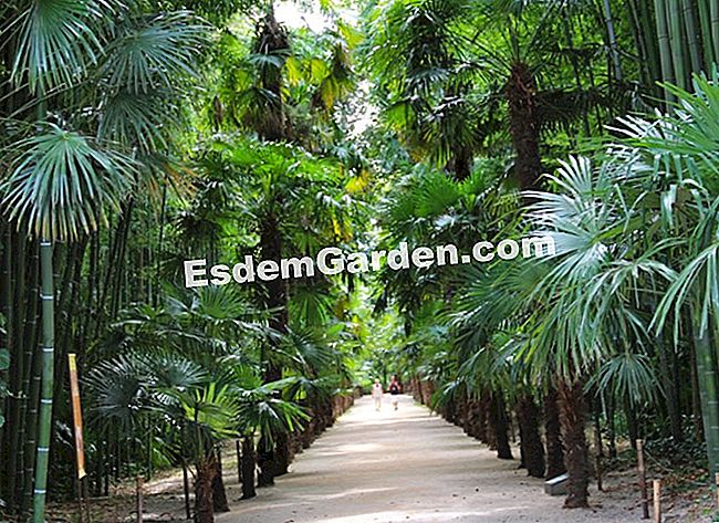 Lawatan Bambouseraie di Cevennes (Gard) - (gard) Lorong pokok kelapa di China, menghadap ladang buluh