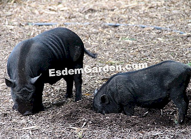 Lawatan Bambouseraie di Cevennes (Gard) - (cevennes) Penduduk yang tidak dijangka di kampung Laotia, babi kerdil Asia