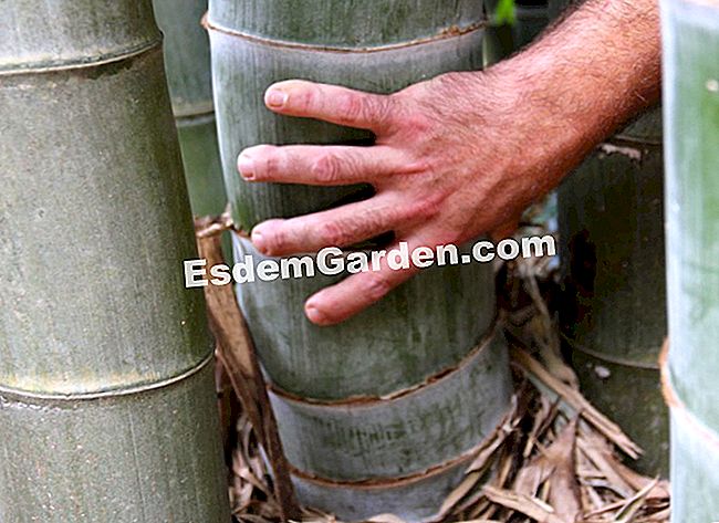 Lawatan Bambouseraie di Cevennes (Gard) - (lawatan) Buluh gergasi. Lebar 50 cm sebaik sahaja ia keluar dari tanah