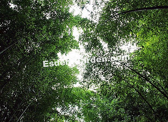 Lawatan Bambouseraie di Cevennes (Gard) - (yang) Semut di bawah rumput gergasi