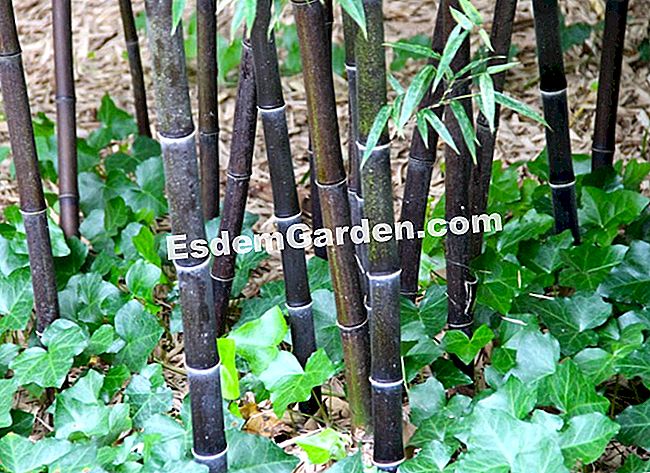 Lawatan Bambouseraie di Cevennes (Gard) - (taman) Bambu hitam