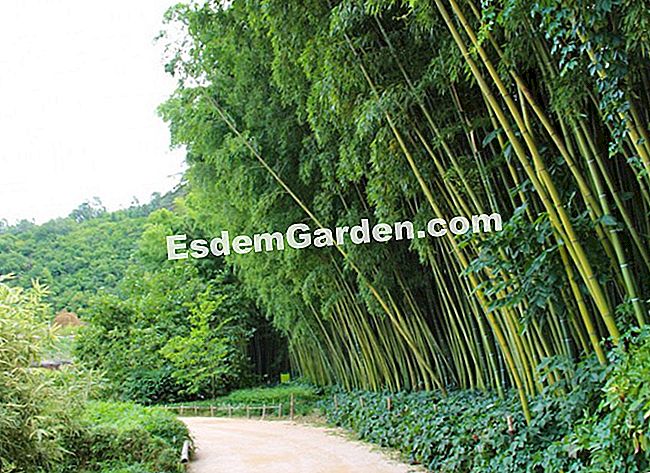 Lawatan Bambouseraie di Cevennes (Gard) - (lawatan) Sebuah dinding buluh menghadap bambusarium