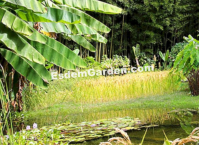 Lawatan Bambouseraie di Cevennes (Gard) - (gard) Di tengah-tengah kampung Laotia, sawah dan pokok pisang menghiasi landskap