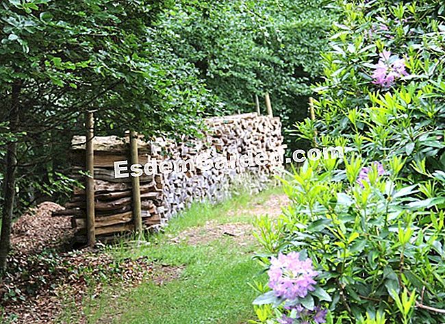 Lawati taman Mas Maury di Haute-Vienne - (yang) Massa besar rhododendron menyembunyikan rizab kayu untuk musim sejuk