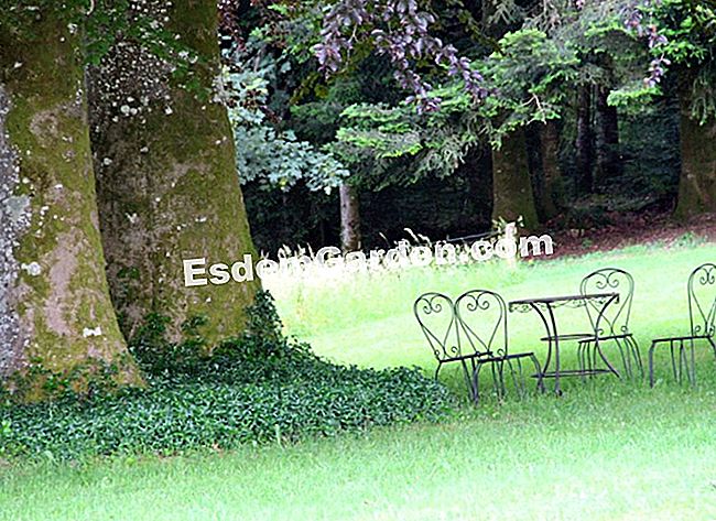 Lawati taman Mas Maury di Haute-Vienne - (bunga) Rehat di bawah teduh beech centenary ungu