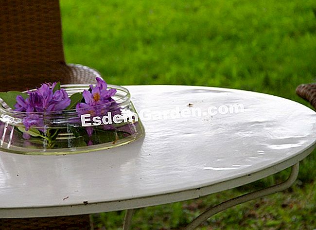 Lawati taman Mas Maury di Haute-Vienne - (maury) Rhododendron berkembang dalam kuantiti dan bunga mereka menghiasi meja
