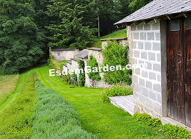 Lawati taman Mas Maury di Haute-Vienne - (dengan) Dinding taman dapur berpakaian dengan pokok buah-buahan