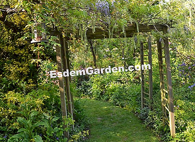 Lawati Jardin des Lianes - (lianes) Glycine dan pendaki lain memakai anggur yang bertaburan di taman