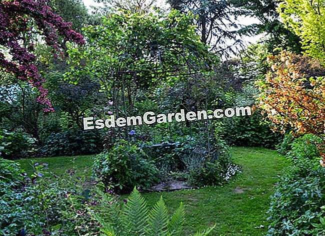 Lawati Jardin des Lianes - (biasa) Dan di tengah berdiri gazebo