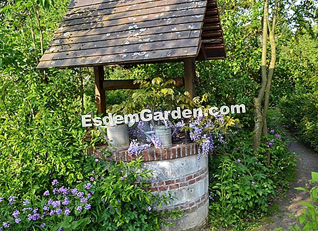 Lawati Jardin des Lianes - (yang) Berkembang ke bahagian atas telaga
