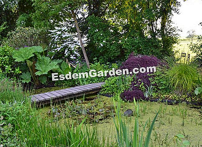 Lawati Jardin des Lianes - (biasa) Havre kesegaran dan tumbuh-tumbuhan akuatik
