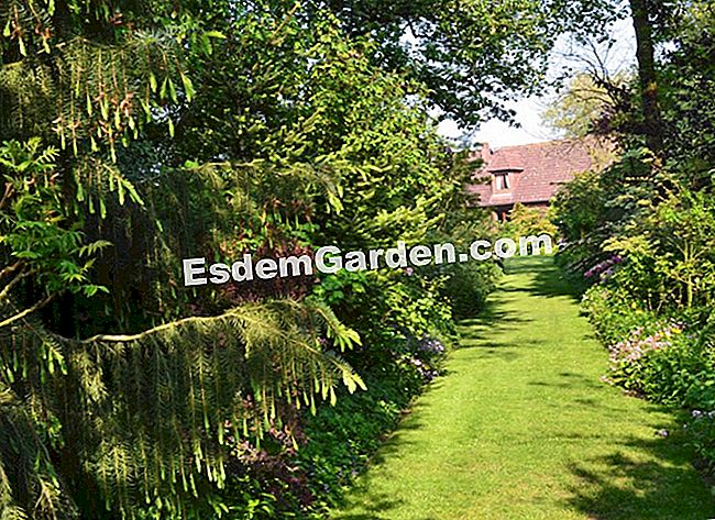 Lawati Jardin des Lianes - (jardin) Vegetasi yang subur membuka perspektif di rumah