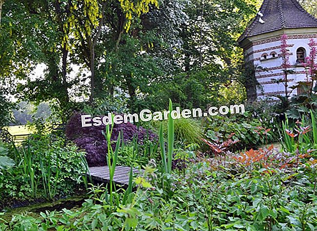 Lawati Jardin des Lianes - (lianes) Cekungan diabaikan oleh dovecote