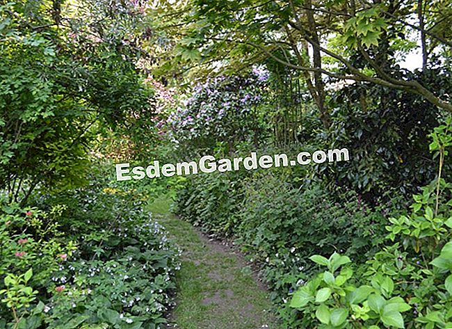 Lawati Jardin des Lianes - (jardin) Lorong-lorong dipenuhi dengan penutup lantai