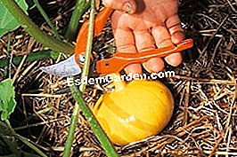 Tumbuh labu dengan bulan (buah-buahan) - (buah-buahan) © D.R.