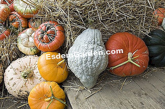 Tumbuh labu dengan bulan (buah-buahan) - (yang) F.Marre - EsdemGarden - Saint John of Beauregard