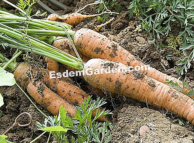 Tumbuh wortel dengan bulan (sayuran akar) - (bulan) F.Marre - EsdemGarden - The Pinard Wood - Marie Marcat