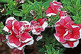 Kerti petunias a Hold - petunias © D.R.