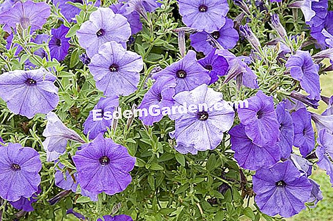 Kerti petunias a Hold - kerti F. Marre - esdemgarden.com- dísztárgy